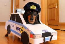 Dachshunds Play An Adorable Game Of Cops And Robbers