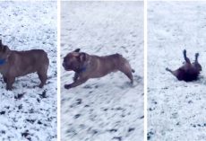 Cute French Bulldog Pulls Awesome Move While Playing In the Snow