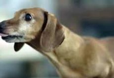 Dachshund Reunites With His Favorite Toy From Puppyhood And His Reaction Is Beyond Adorable