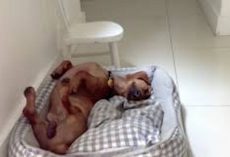 Deaf Dachshund Overcomes Early Life Of Misery To Become A Very Happy Dog