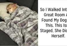 25 hilarious times dogs were caught acting extremely weird
