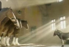 Donkey Stands In Front Of Five Majestic Clydesdales, His Next Move Will Leave You In Stitches!