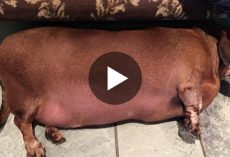 Fat Dachshund Sheds The Pounds, Gains A Whole New Attitude