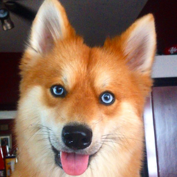 fox-dog-pomeranian-husky-mya-the-pomsky-40