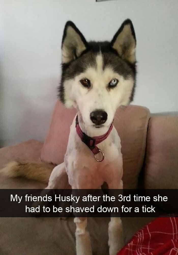 Husky Post