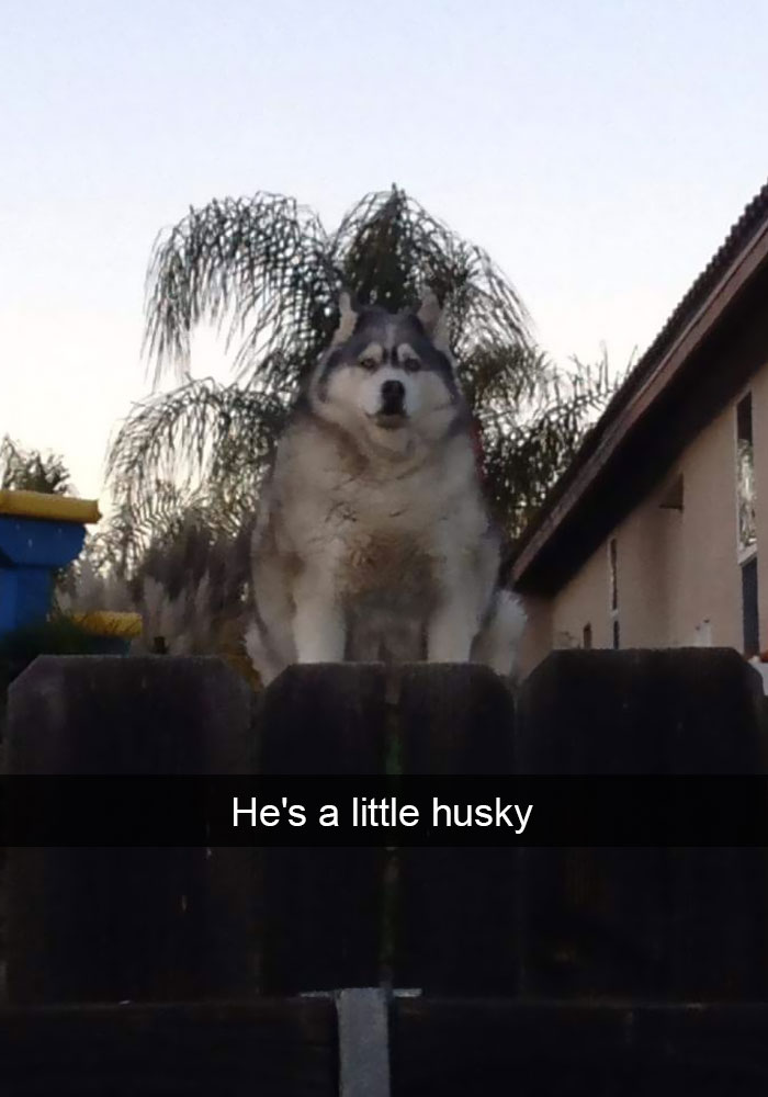 Husky Post