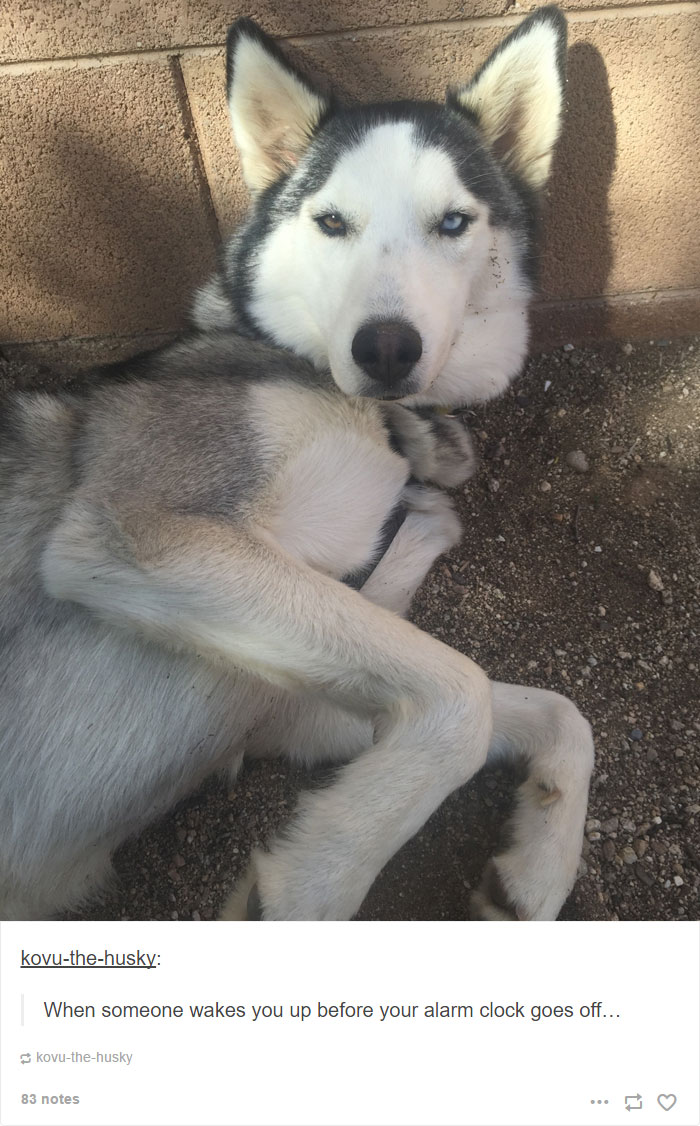 Husky Post