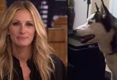 Julia Roberts Hilariously Responds To The Dog Who Is Afraid of Her