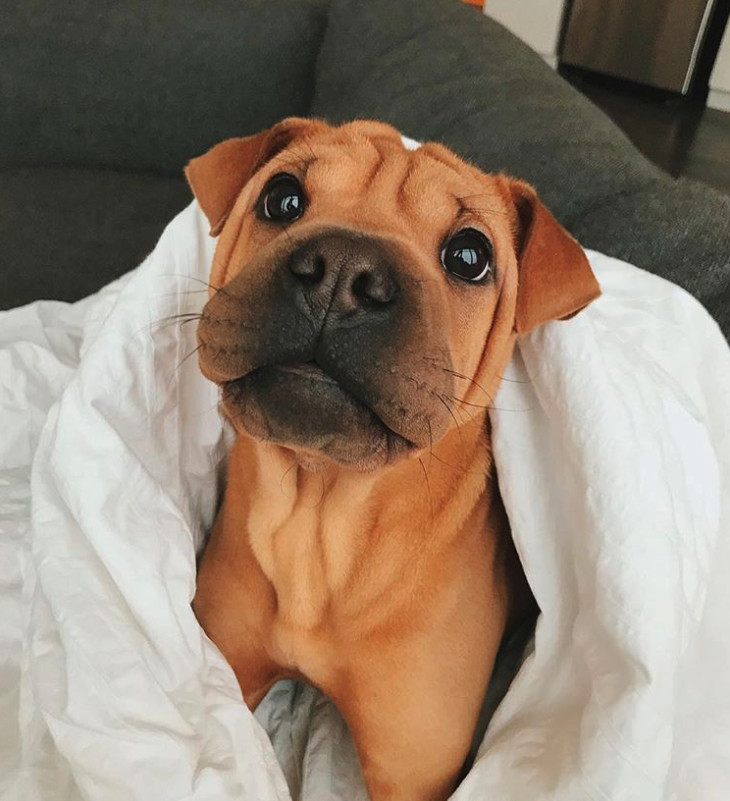 shar pei staffordshire mix