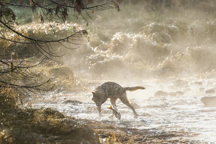 swimming-sea-wolves-pacific-coast-canada-ian-mcallister-10