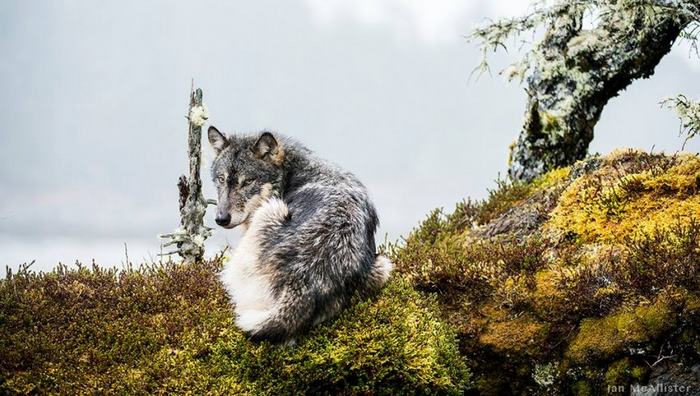 swimming-sea-wolves-pacific-coast-canada-ian-mcallister-9