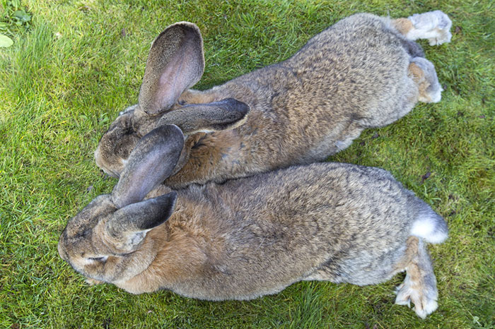 worlds-largest-rabbit-darius-jeff-3