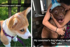Try not to laugh at these 31 hysterical dog snapchats. It’s nearly impossible!
