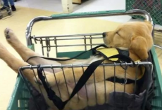 Proof That Puppies Can Sleep Just About Anywhere
