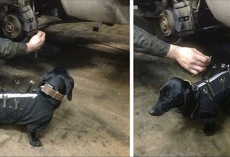 This Tool-Dog Is An Auto Mechanic’s Best Friend. He Helps Humans Fix Cars!