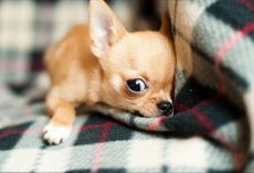 15 Signs Your Dog Might Actually Be Your “Baby”