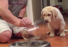 Dad pours some food for the puppy. What the pup does next is too precious for words