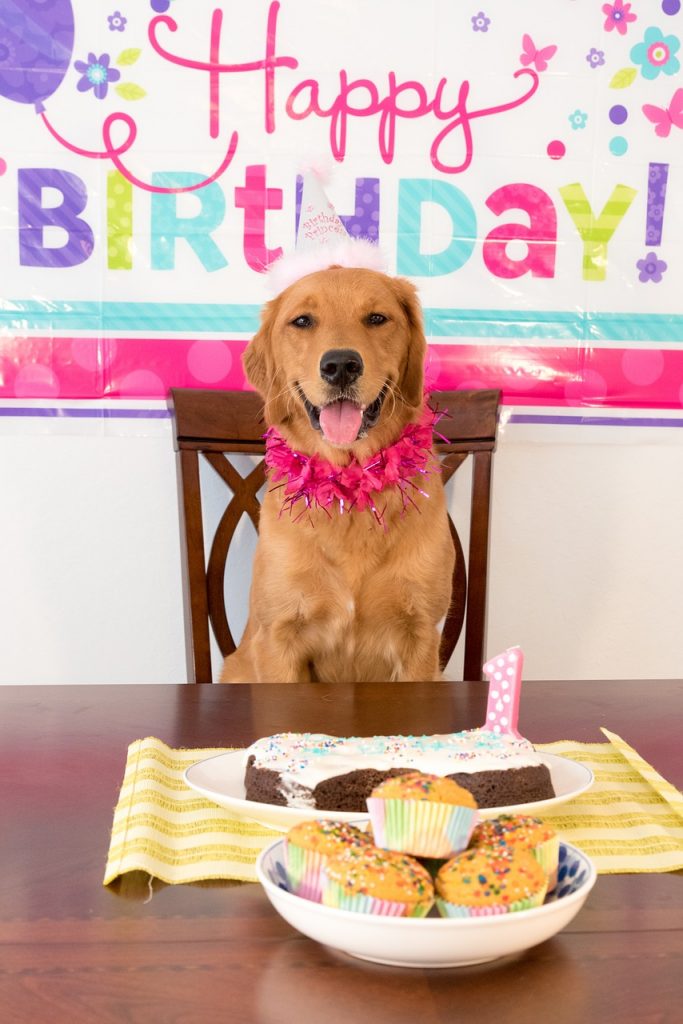 dog birthday