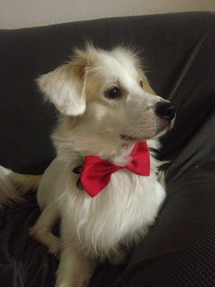dog dressed up
