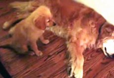 Puppy Comforts Older Dog When She Notices Him Having A Nightmare