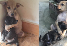 Even after being rescued, two abandoned puppies won’t stop hugging each other