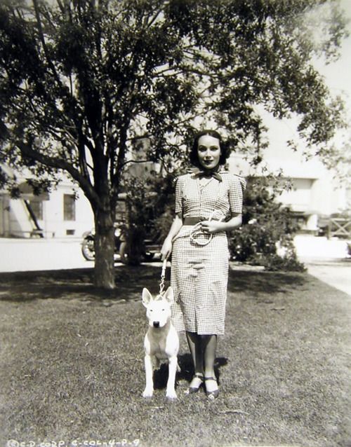 Dolores del Rio bull terrier