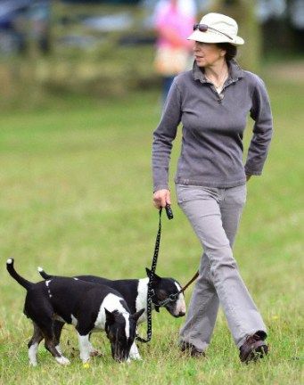 Princess Anne bull terriers