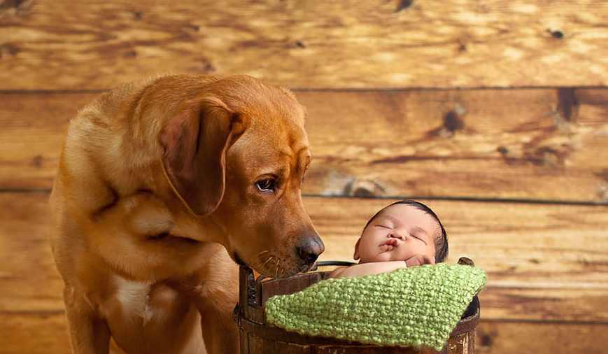 small-babies-children-big-dogs-8__880-e1446607713109