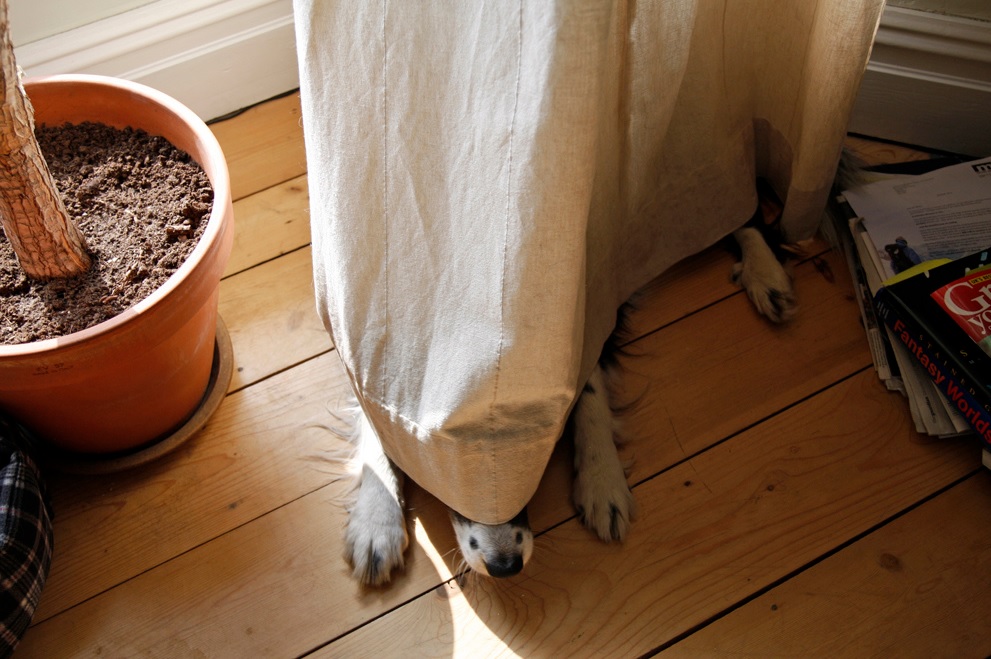 dog-in-curtains