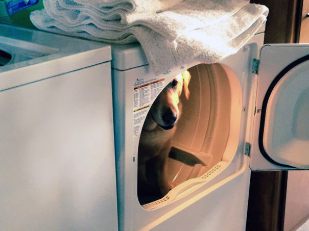 dog-in-dryer