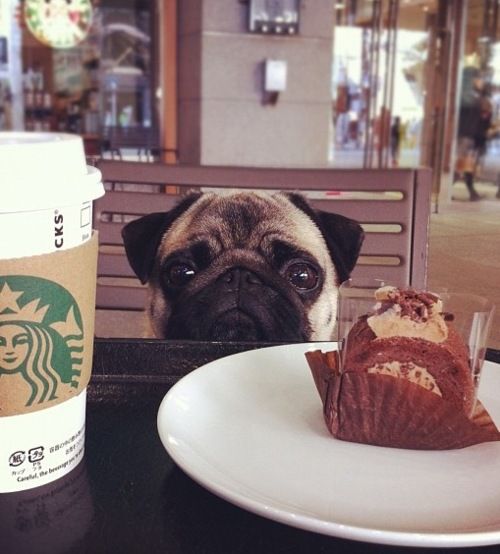 pug looks food