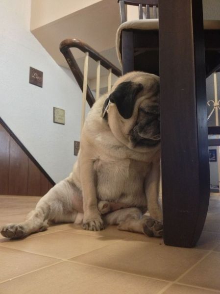 pug nap time