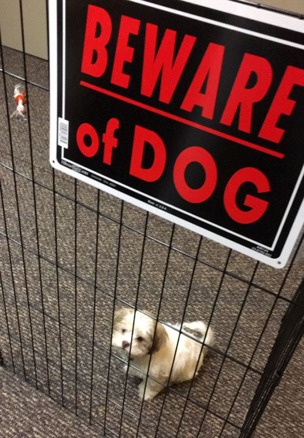 beware-of-the-dog-signs-01-57ee6e39eca7d__605