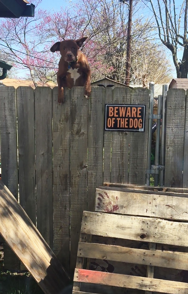 beware-of-the-dog-1-57ee556b7835d__605