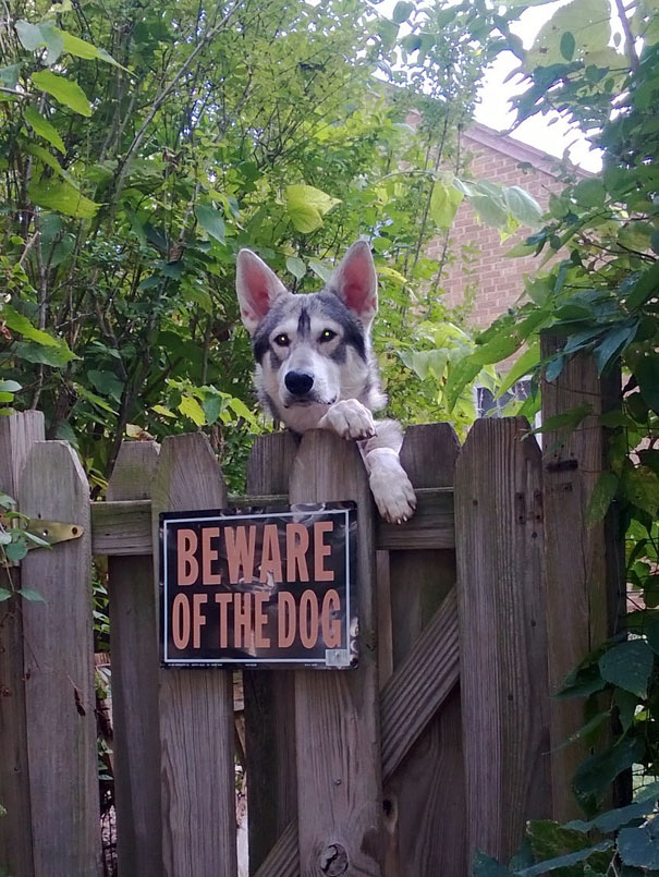 Beware Of The Dog