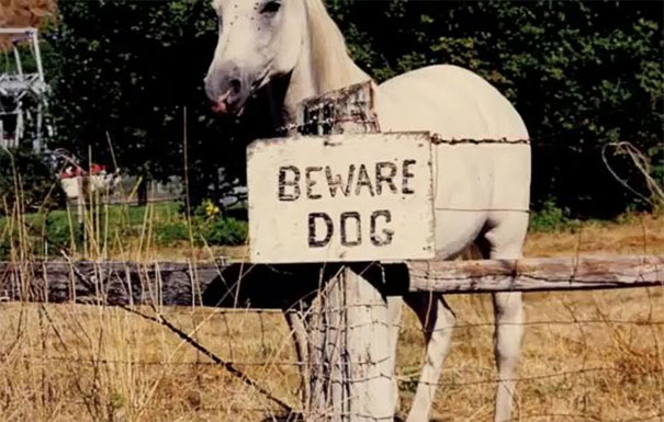 Beware Of The Dog