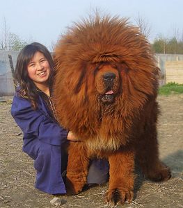 big-dog-3