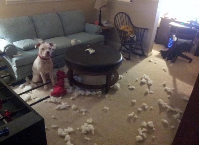 dog_owners_understand_14