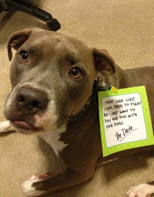 dog_owners_understand_8