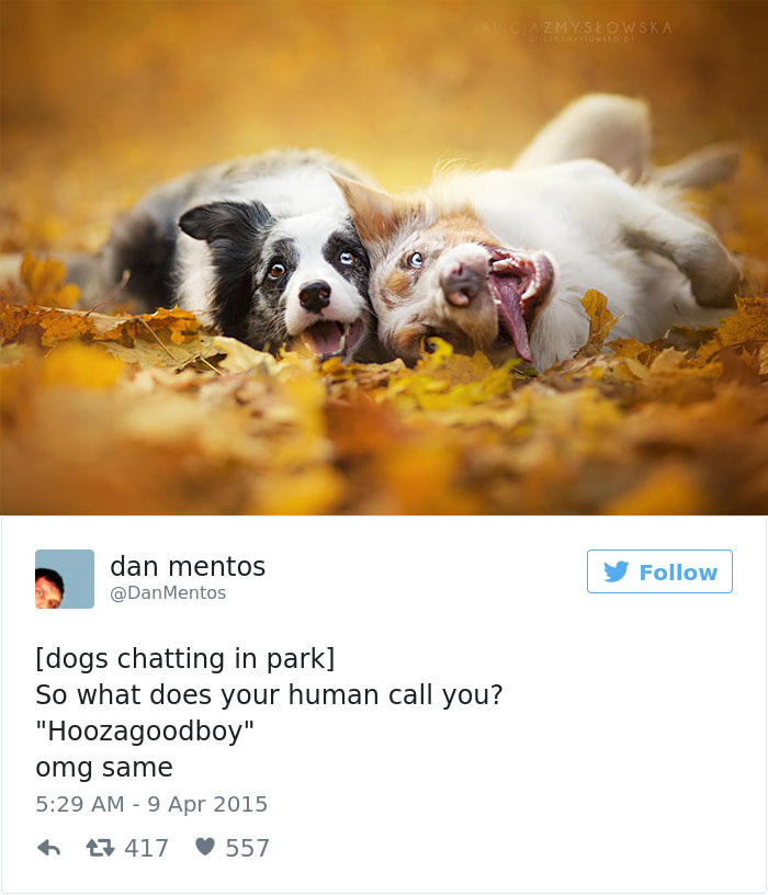 Dog Tweets