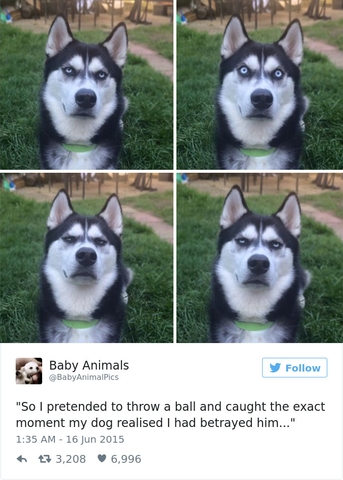 Dog Tweets