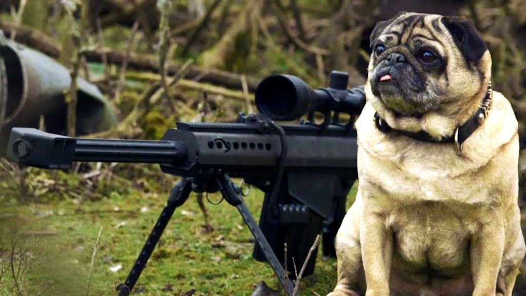 This Sniper Pug Is A Total Maverick. This Video Had Me Laughing In Tears!