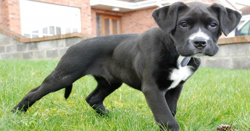15 UNREAL Boxer Dog Cross Breeds You’ve Got To See To Believe
