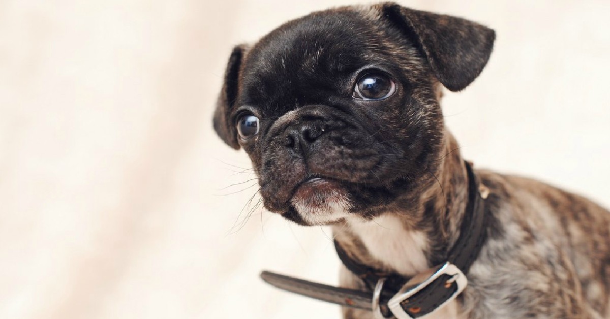 15 UNREAL Pug Cross Breeds You’ve Got To See To Believe