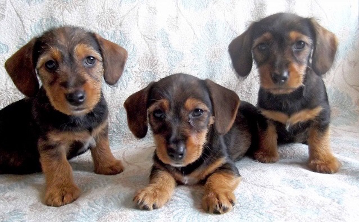 dachshund cross jack russell puppies