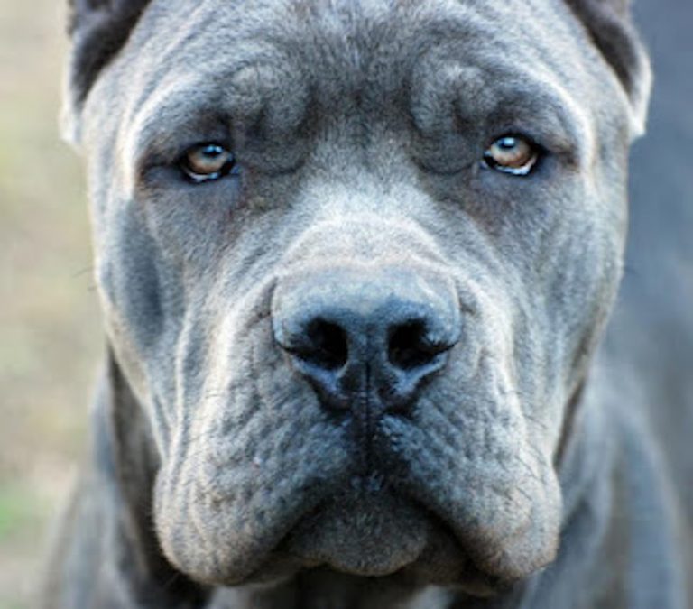 14 Dog Breeds Blacklisted by Insurance Companies