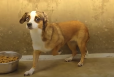 Scared Dog Never Wagged Her Tail — Until Her Foster Dad Built Her A Bedroom