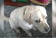 10 Things You Should Never, Ever Do To Your Dog