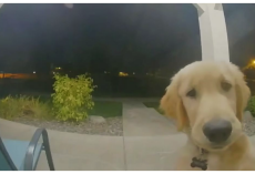 Puppy Escapes His Home And Instantly Regrets It & Rings Doorbell To Get Back In