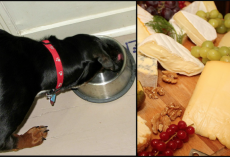 12 Human Foods That Could Kill Your Dog
